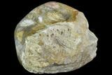 Polished, Fossil Coral Head - Indonesia #109137-2